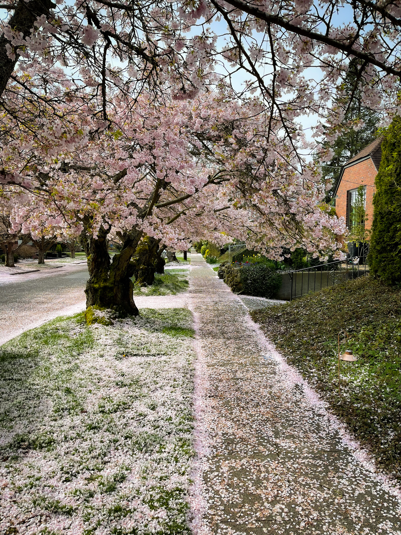 ballard cherry trees