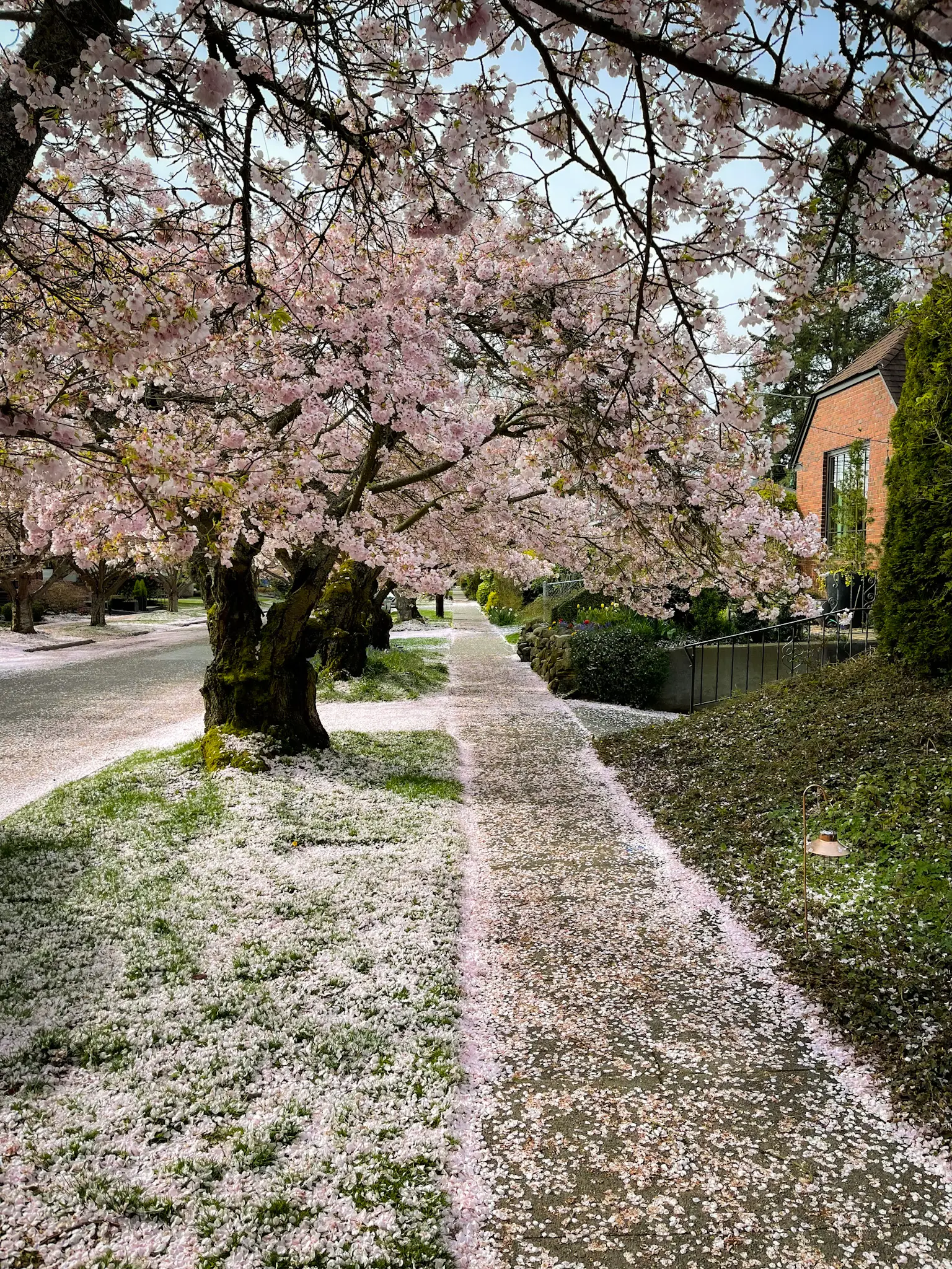 ballard cherry trees