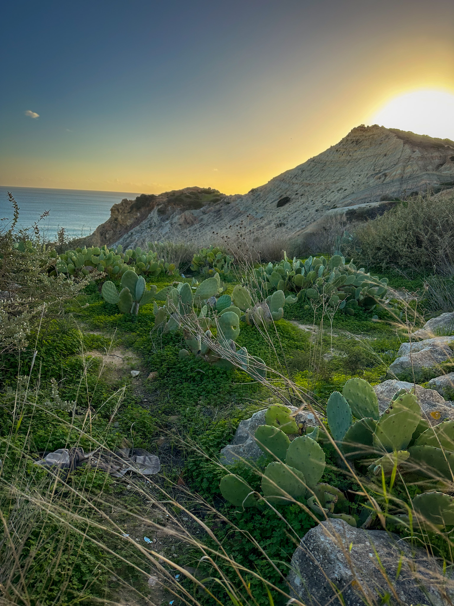 cactii in the wild near burgau