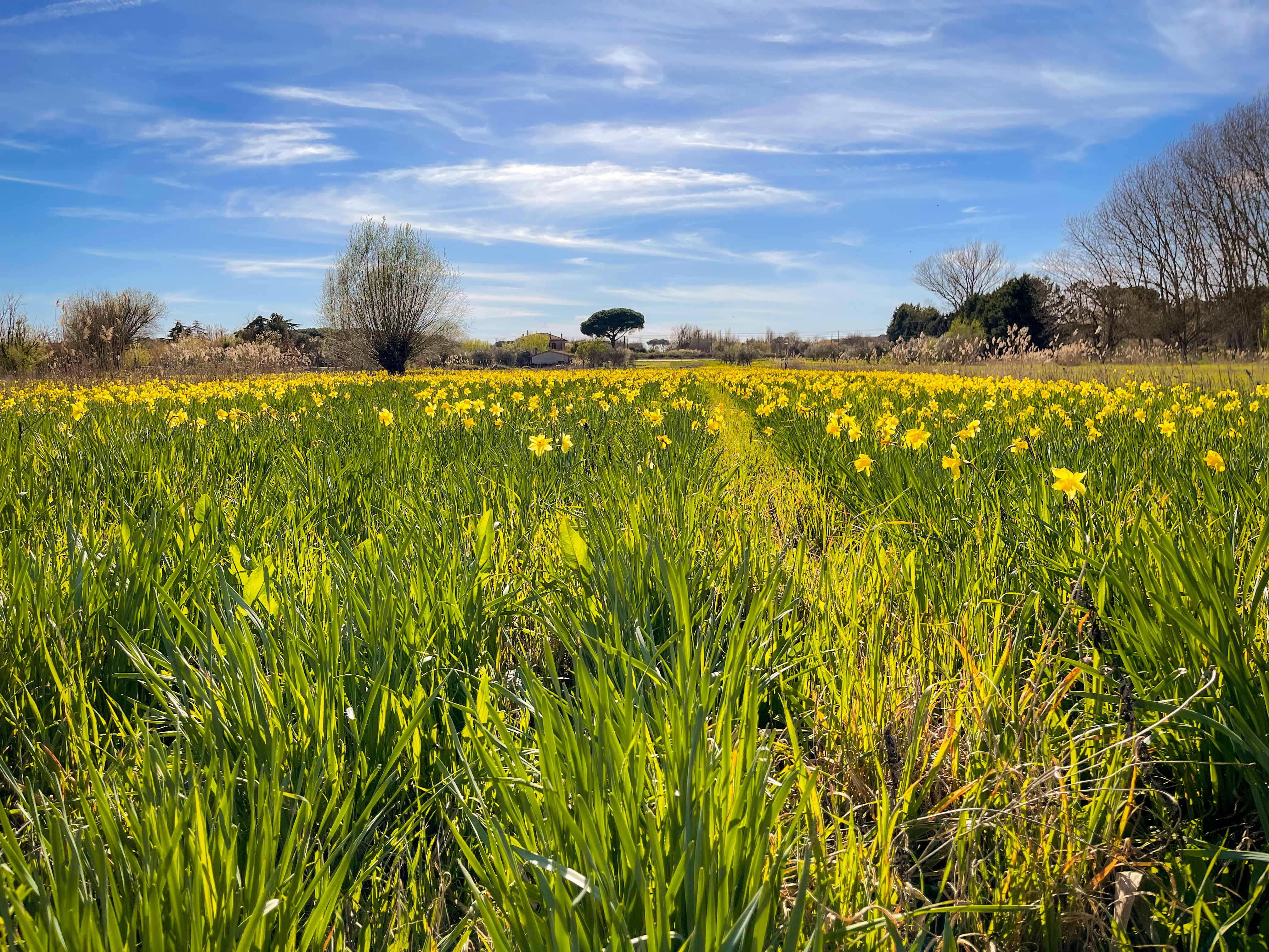 a field of daffodils near the lake trasimeno, photo by silviu alexandru avram