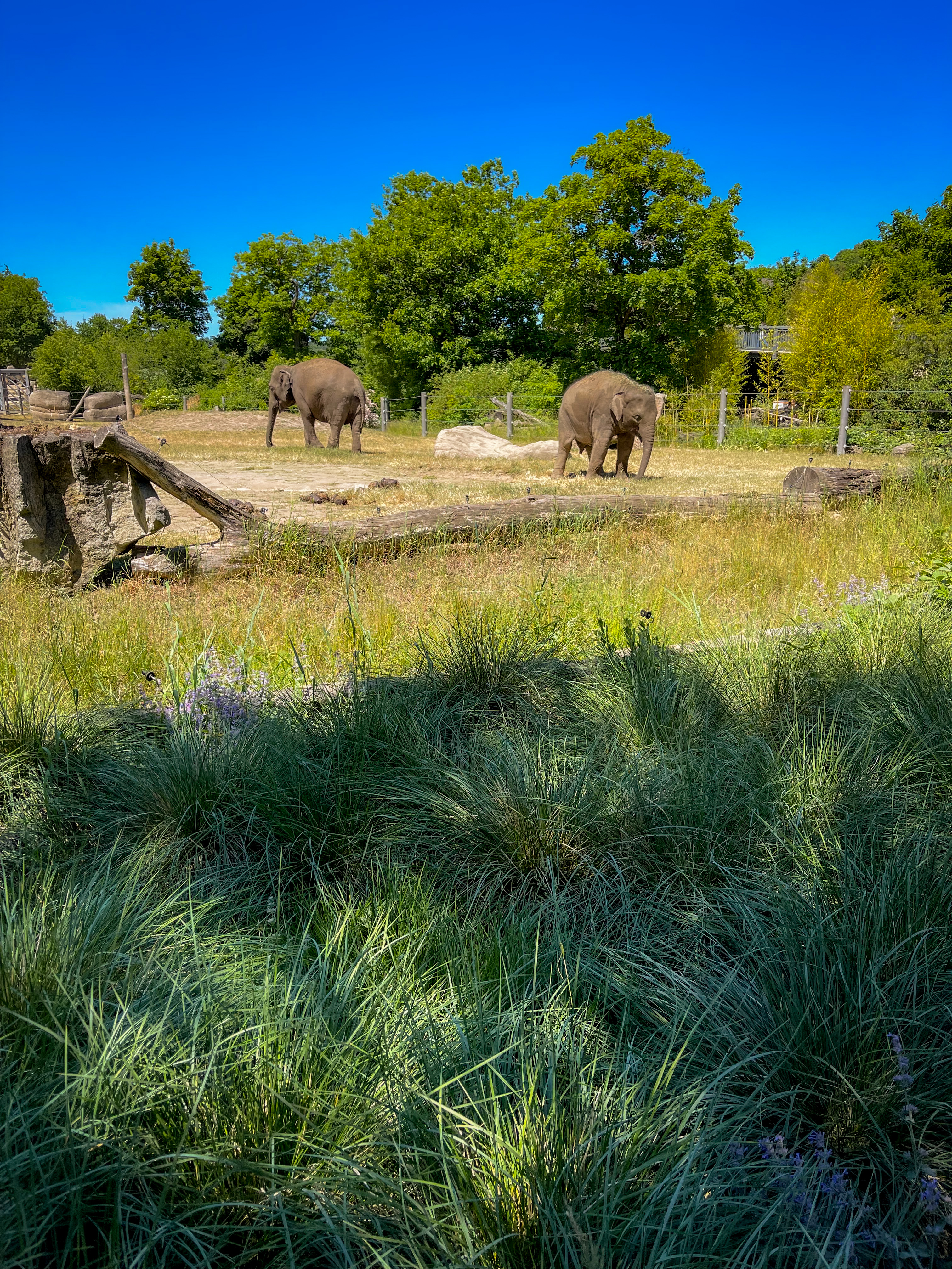 elephants at the prague zoo