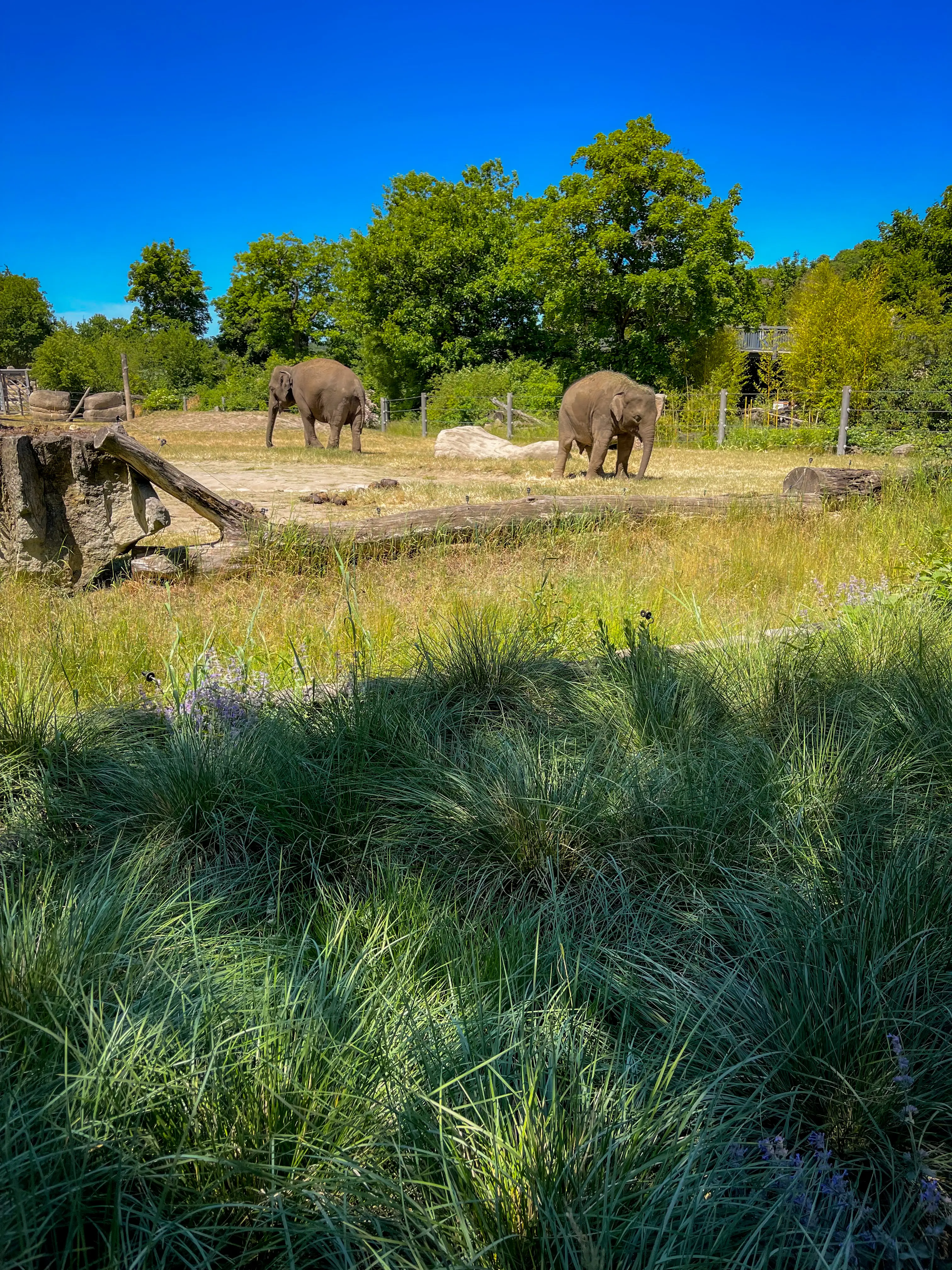 elephants at the prague zoo