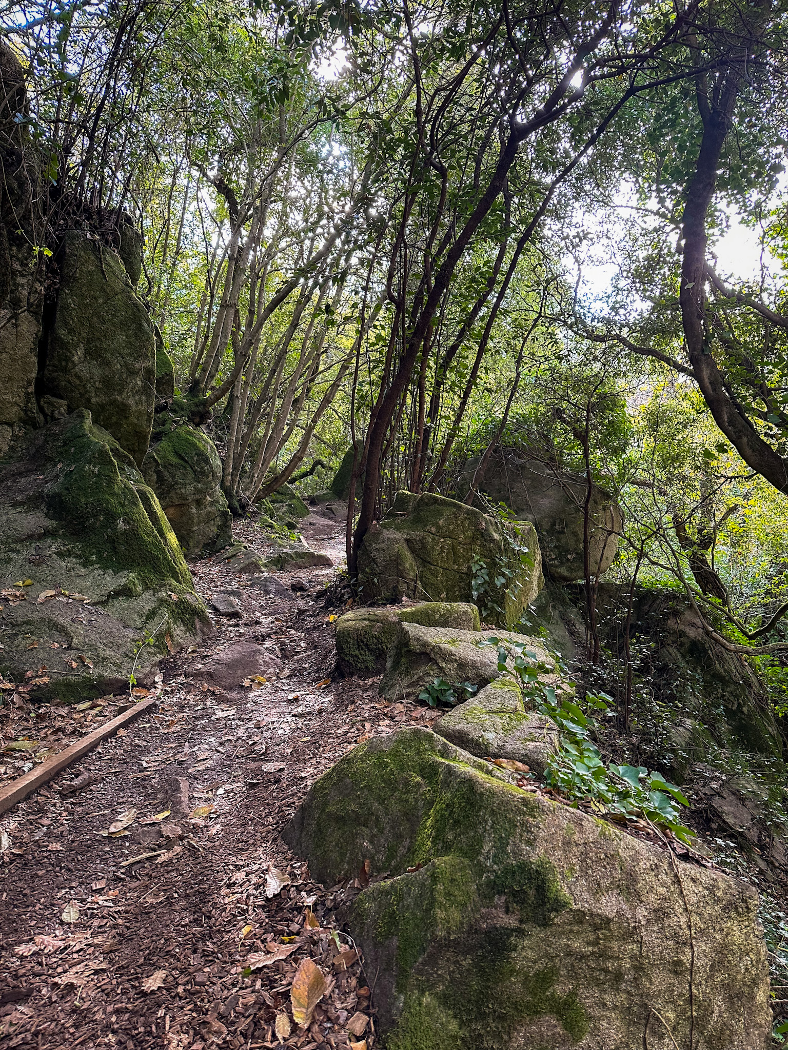 the forest surrounding the castles in singra